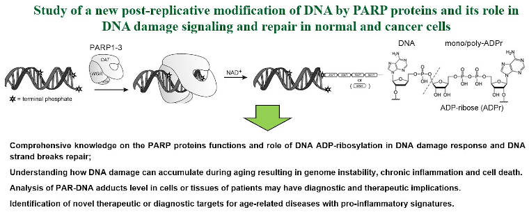 Étude d'une nouvelle modification post-réplicative de l'ADN par les protéines PARP. 