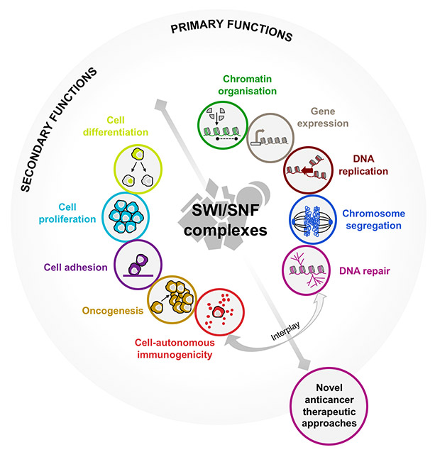 Overview of the roles of SWI/SNF in cancer 