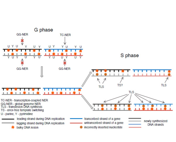 XP-C tumors.