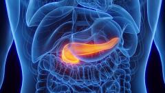 Illustration pancréas